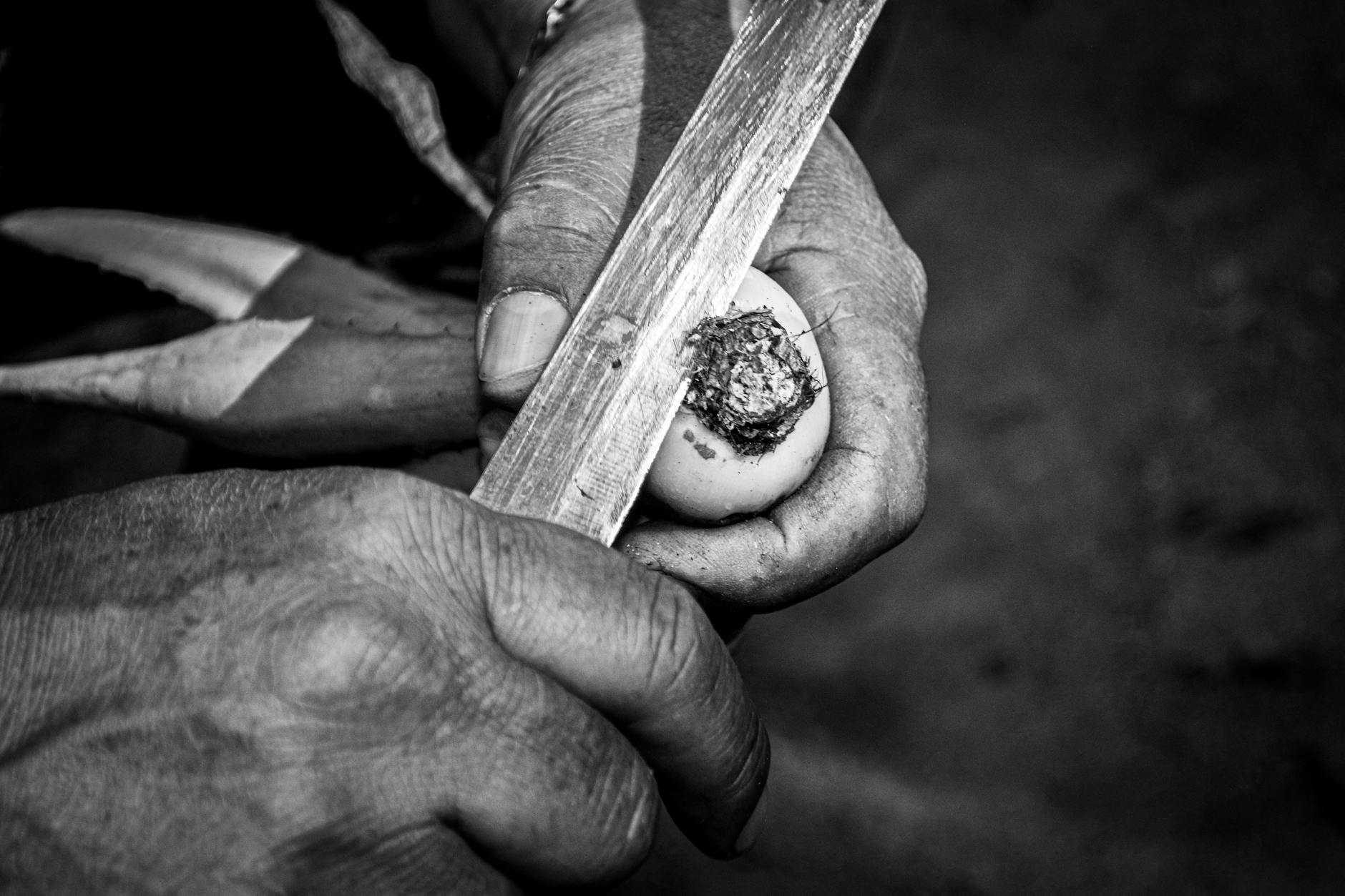 Monochrome image of hands skillfully using a knife to peel root vegetable.