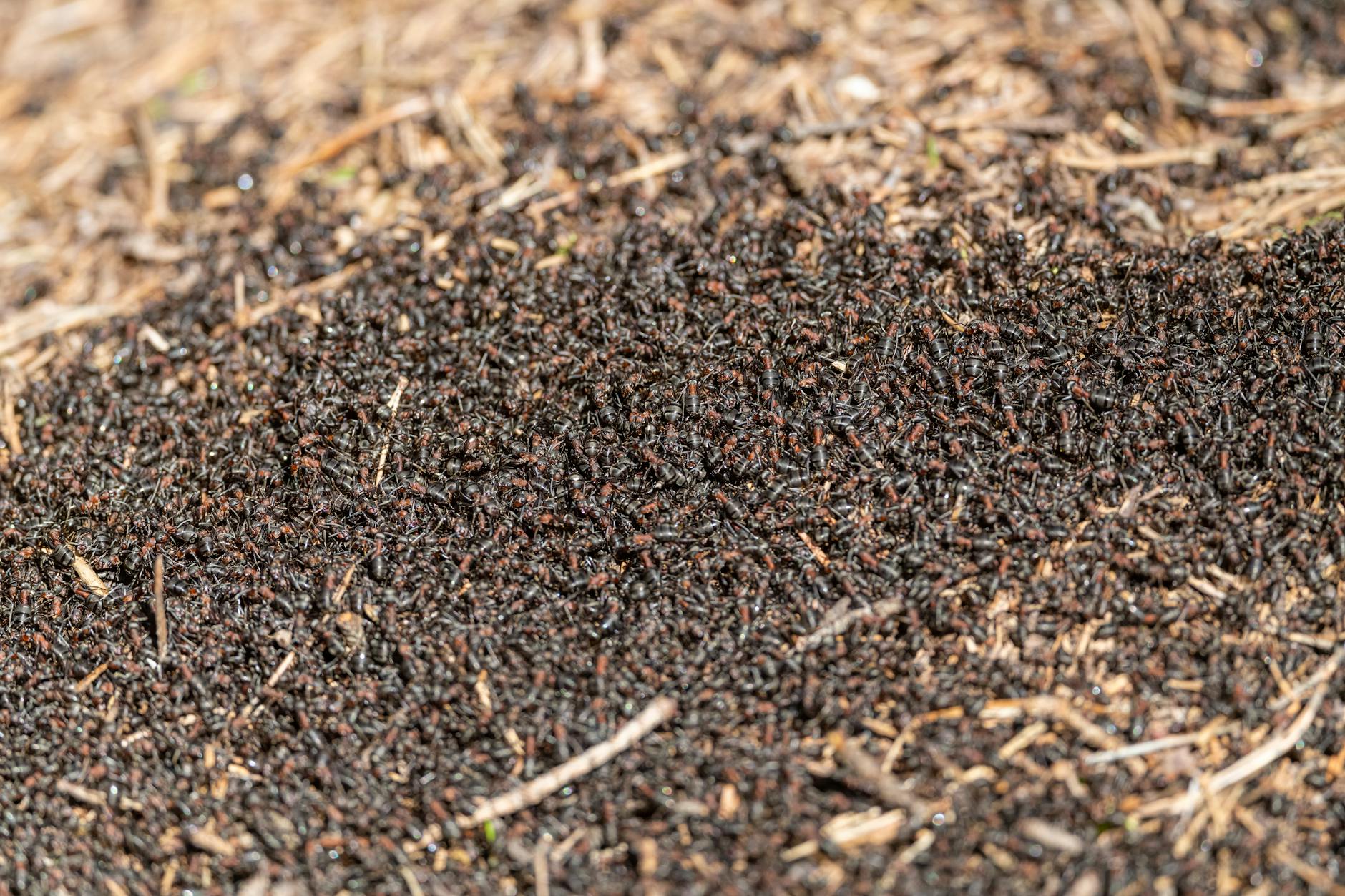 Close-up view of a bustling anthill with many ants moving actively across the surface.
